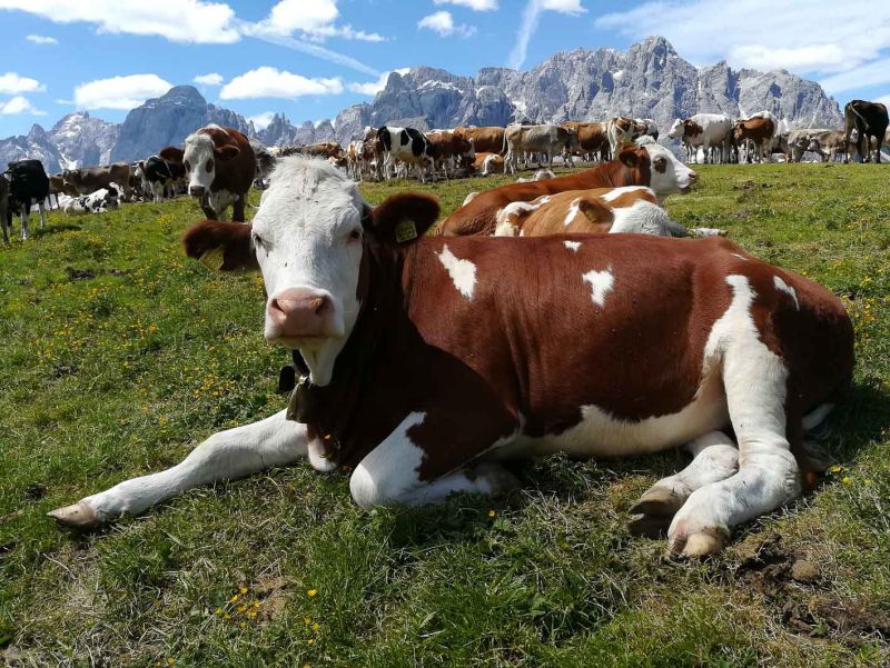 agricoltura