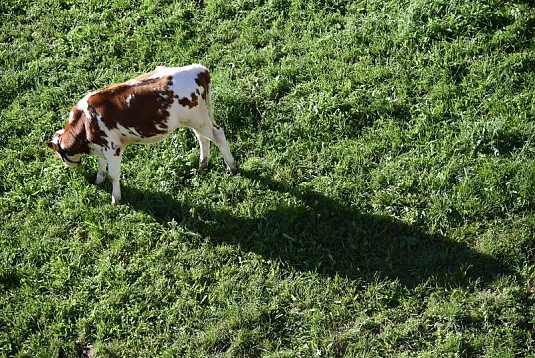 prodotti di carne