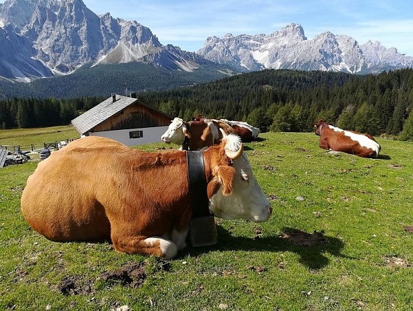 Simmentaler (CH)