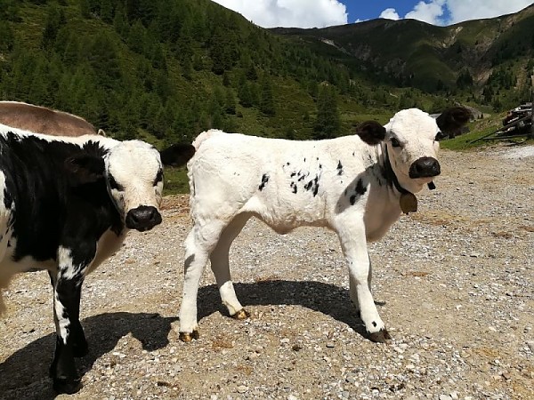 Kühe, Pustertaler Sprinzen (Südtirol)