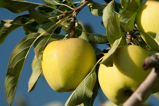 Bio alkoholische Getränke