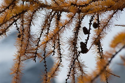 Handwerker, Tischler