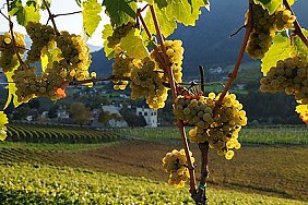 Wein, Weisswein