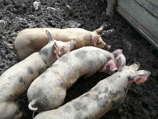 Turopolje-Schwein (AT)