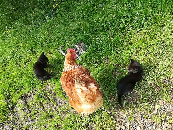 Tiroler Huhn (AT)