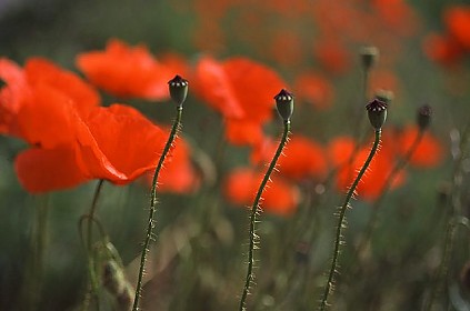 Handwerker, Fliesenleger