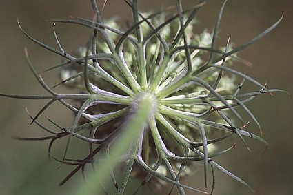 Ingenieur, Bauingenieur